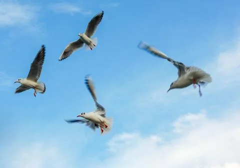 Seagulls flying on sky spread open wings. Selective focus. Stock Photos
