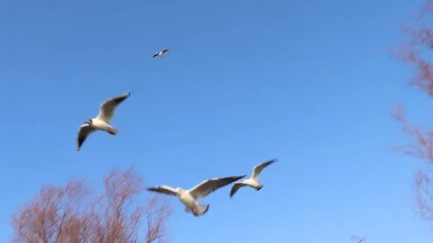 Seagulls Flying in the Sky Tracking Shot Stock Footage 323455380