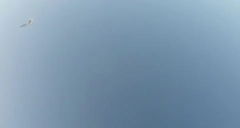 Seagulls Flying in The Sky Under The Bright Rays of The Sun Stock Footage 59718717