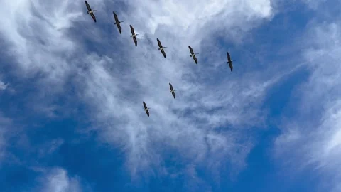 Seagulls flying in the sky in V-Formation over the beach Video stock 324199534
