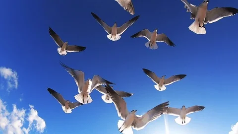 Seagulls Flying in Slow Motion Blue Sky Stock Footage 101559327