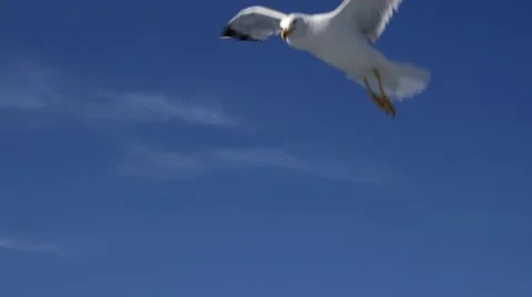 Seagulls Flying in Slow Motion Stock Footage 65289830