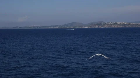 Seagulls Flying in Slow Motion Stock Footage 65289906