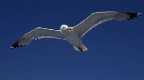 Seagulls Flying in Slow Motion Stock Footage 65289964