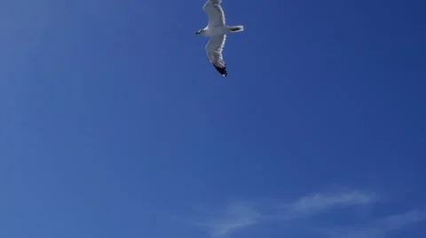 Seagulls Flying in Slow Motion Video stock 65290035