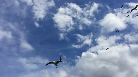 Seagulls flying In Slow Motion Stock Footage 67607423