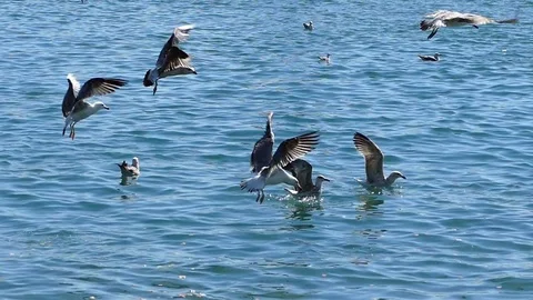 Seagulls flying in slow motion. Stock Footage 75228506