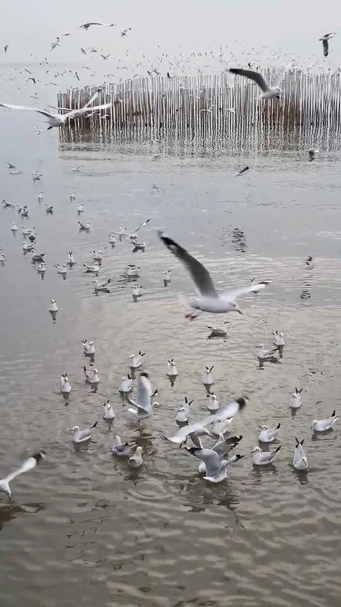 Seagulls flying, Slow motion Stock Footage 123115227