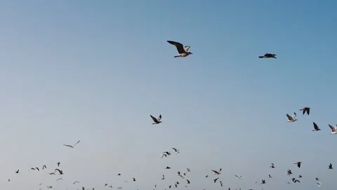 Seagulls Flying Slow Motion Over a Pier Video stock 220272121