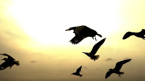 Seagulls flying slow motion in sunset Stock Footage 104752836