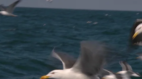 Seagulls flying slowmo close Stock Footage 102367268