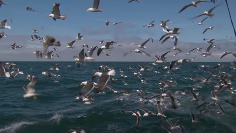 Seagulls flying slowmo extra wide Stock-Footage 102367239