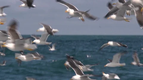 Seagulls flying slowmo medium Stock Footage 102367258