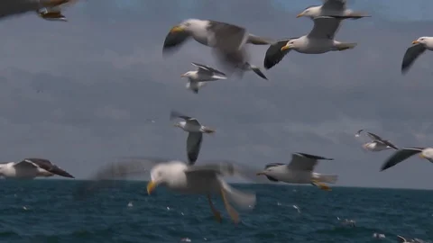Seagulls flying slowmo wide Stock-Footage 102367251