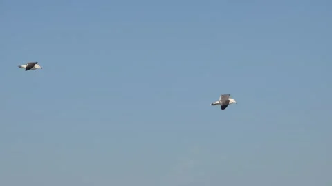 Seagulls flying in strong wind. gulls gliding clear sky vid. Stock Footage 282764972