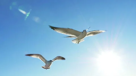 Seagulls Flying with Sun Flare Looking Up at Blue Skies Slow Motion Stock Footage