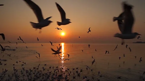Seagulls flying on sunset background Stock Footage 45437888