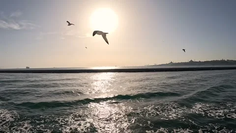 Seagulls Flying Sunset Background Stock Footage 339970763