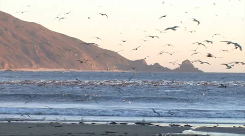 Seagulls flying at sunset 스톡 동영상 37586401