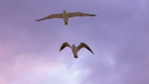 Seagulls Flying at Sunset Stock Footage 71256610