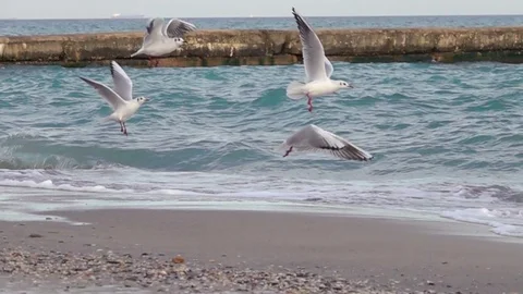 Seagulls Flying at Sunset Stock Footage 71967859