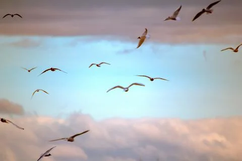 Seagulls flying at sunset. Stock-Fotos