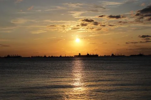 Seagulls flying by the sunset Photos