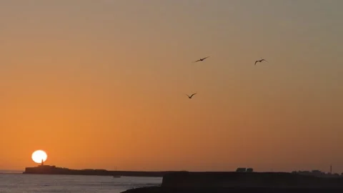 Seagulls flying in sunset sky over ocean with lighthouse silhouette 스톡 동영상 331219243
