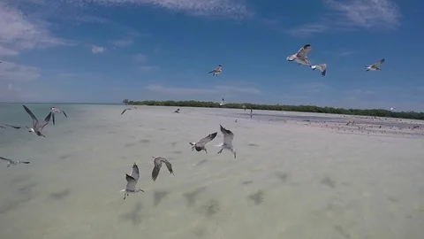 Seagulls flying in super slow motion Stock Footage 100158697
