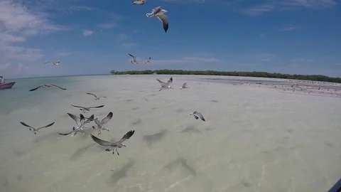 Seagulls flying in super slow motion 動画素材 100159102