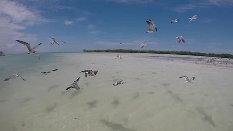 Seagulls flying in super slow motion Stock Footage 100159498