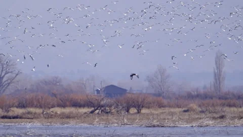 Seagulls flying through the sky as a long Heron flies through Stock Footage 327630121