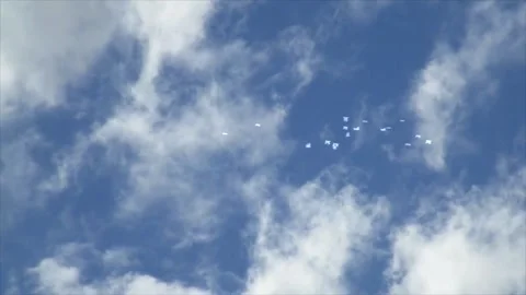 Seagulls Flying Under Clouds Stock Footage 325329411