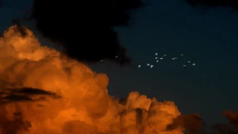 Seagulls Flying Under Orange Clouds Stock Footage 325329412