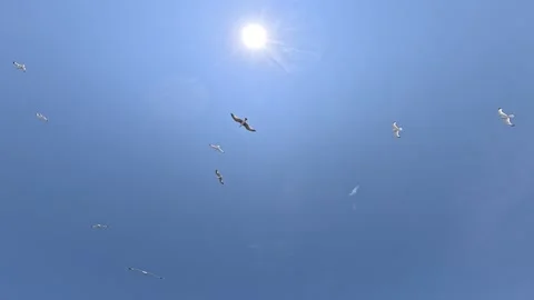 Seagulls flying under the sun in a perfect sky 動画素材 345827632