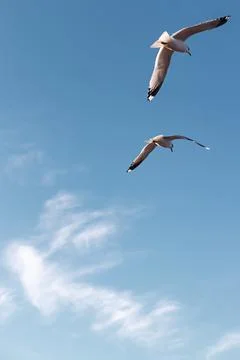 Seagulls flying very low above the beach Stock Photos