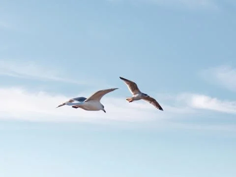 Seagulls flying very low above the beach Stock Photos