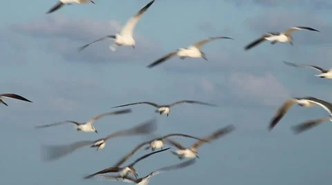 Seagulls Flying Video Stock Footage 1308131