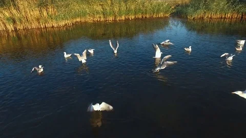 Seagulls flying off the water Video stock 80296409