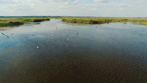 Seagulls flying off the water Stock Footage 80297222