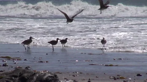 Seagulls Flying From Waves at the Beach Stock Footage 40134866