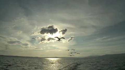 Seagulls follow trawler Stock Footage 47326062