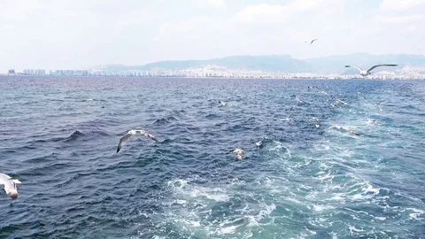 Seagulls following the drone Stock Footage 80097097