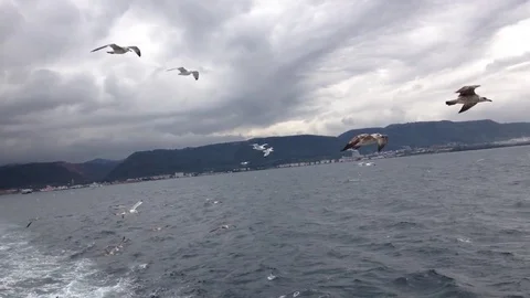 Seagulls following the ferry Stock Footage 83190488