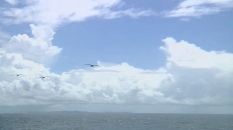 Seagulls following ship Stock Footage 31491117