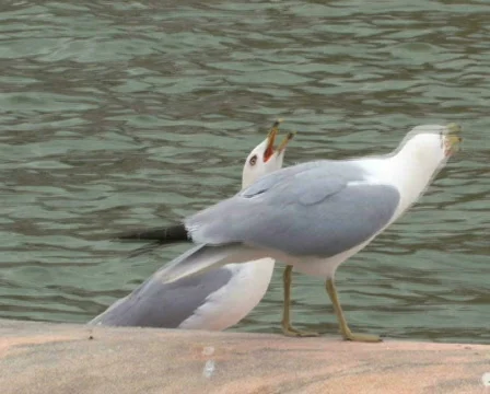 Seagulls Stock Footage 475108