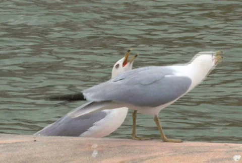 Seagulls Stock Footage 475165
