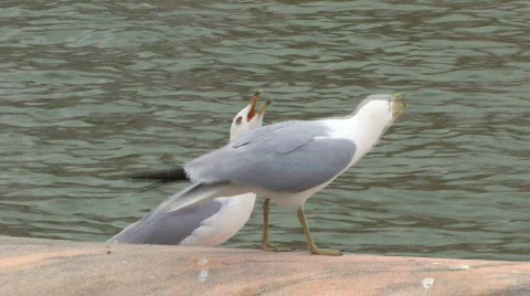 Seagulls Stock Footage 475271