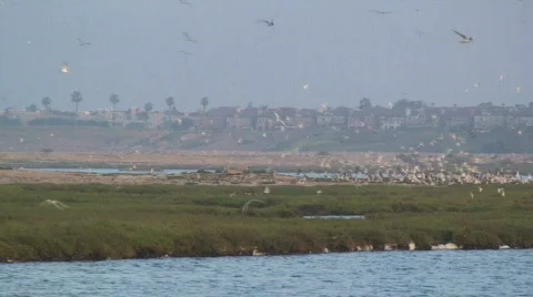 Seagulls Stock Footage 714717