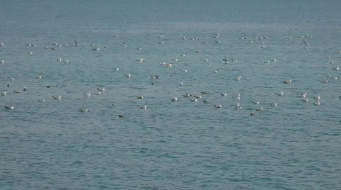 Seagulls Video stock 759066